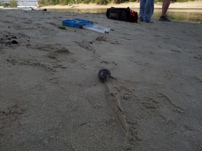 wet muskrat in the sand