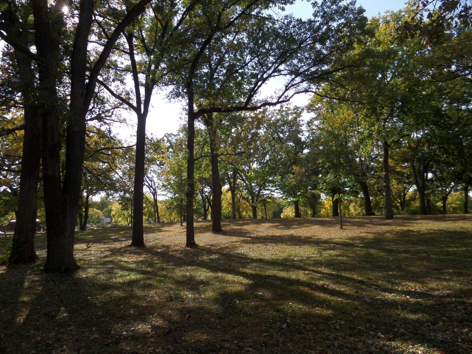 Midday light passing through trees onto a grassy ground.