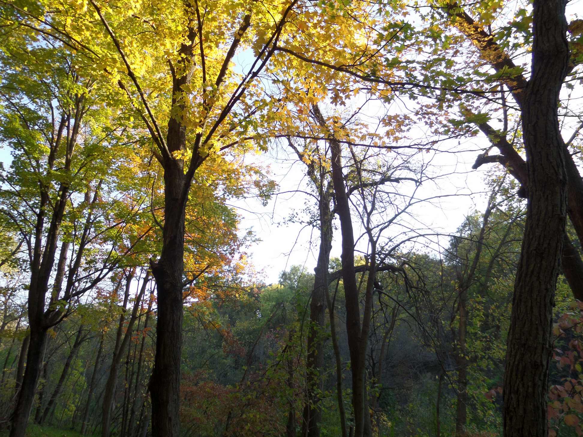 Beautiful light in yellow leaves.