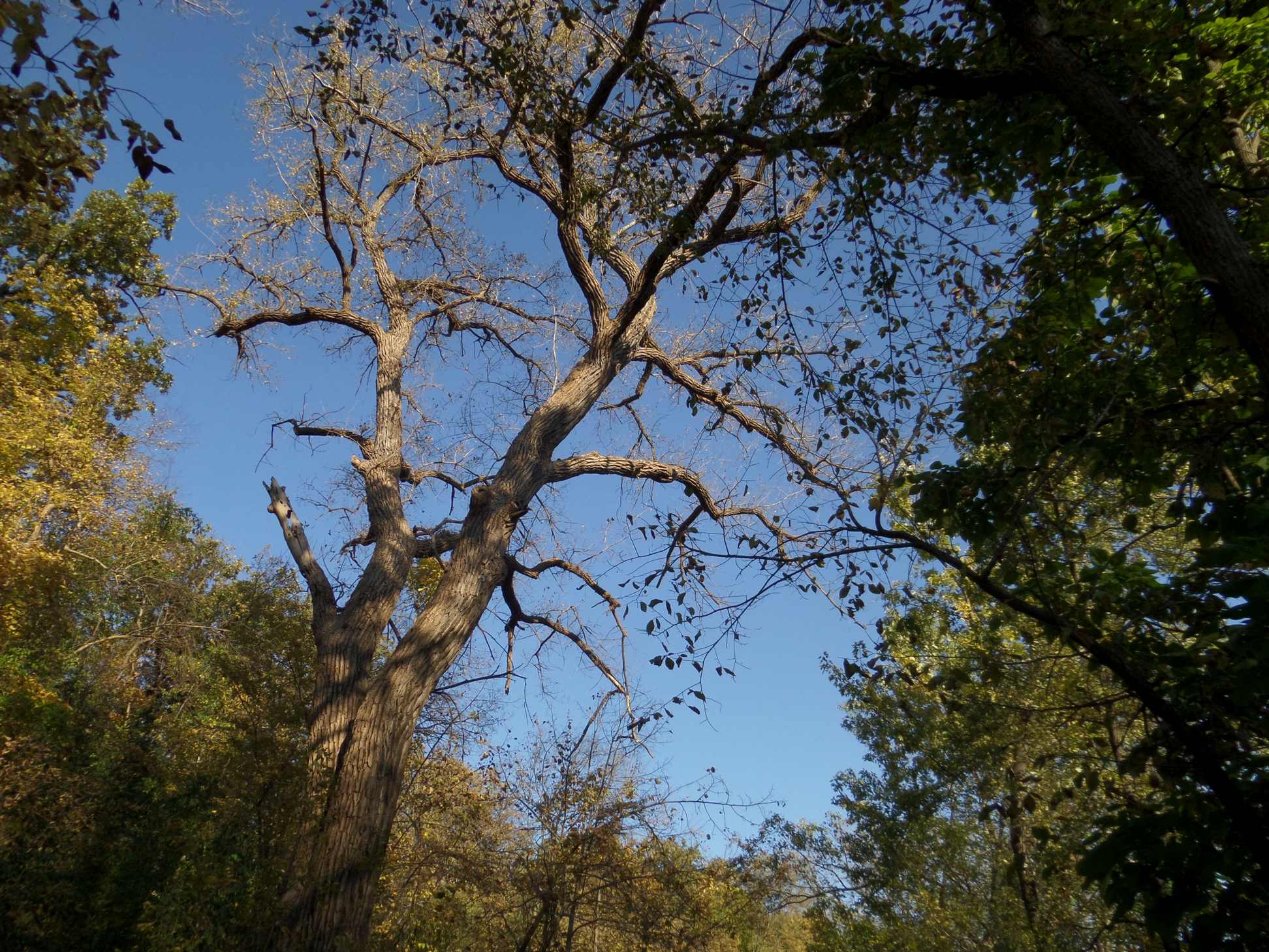 Beautiful light on a fairly bare length of upper tree.