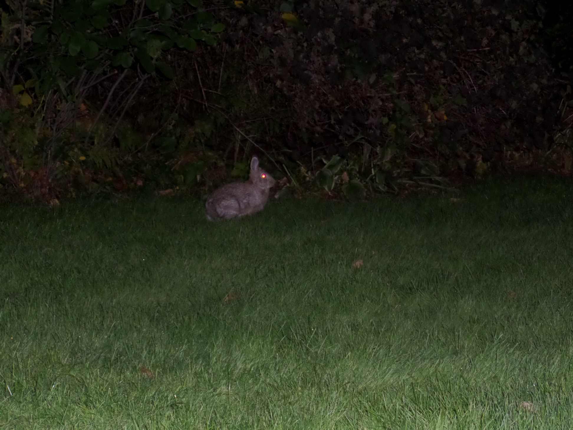 Nighttime flash photo of a bunny.