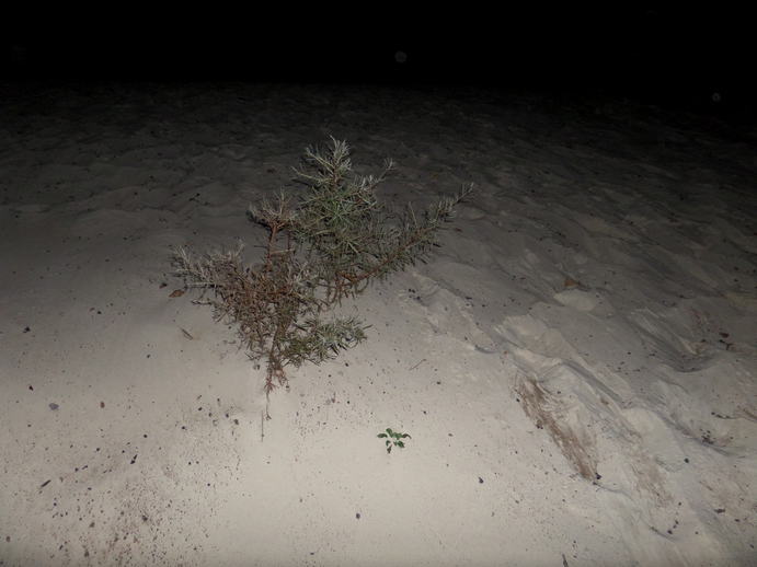 flash photo of a small plant in white sands.