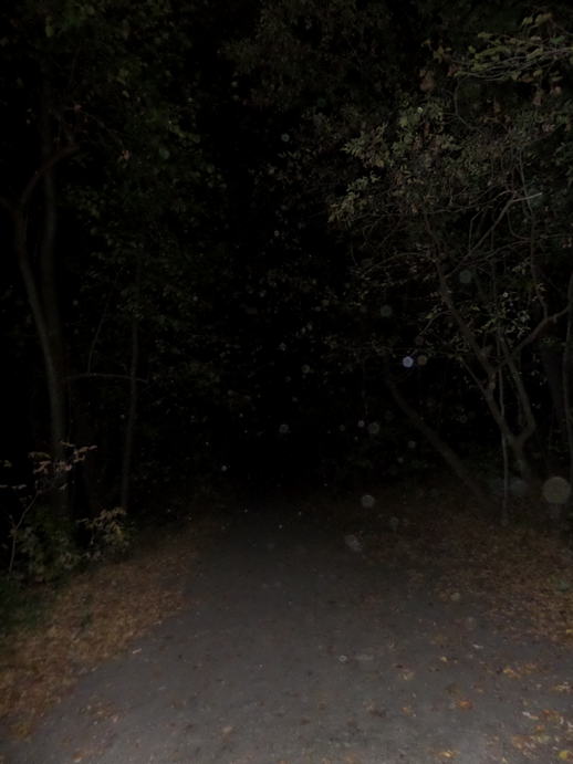 flash photo of a dark wooded path.