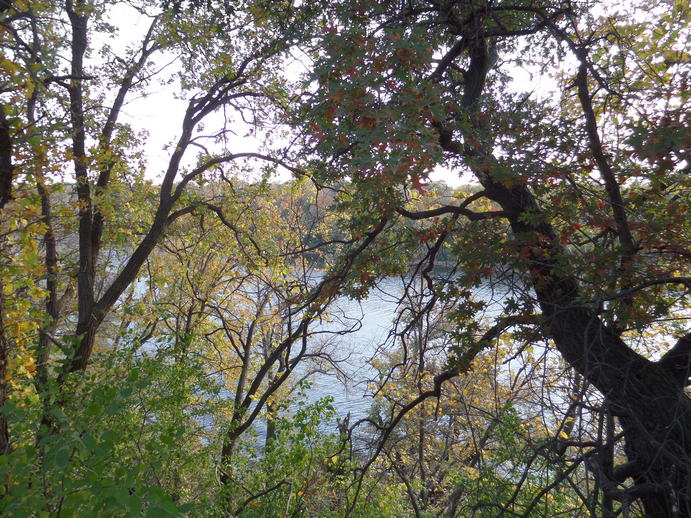 Evening light through trees, looking down at a river.