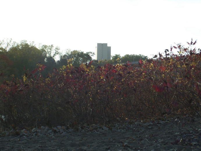 sun starting to set, scraggly bushes in the foreground and an apartment tower in the distance.