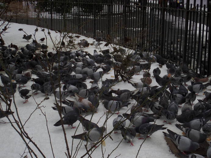 dense flock of pidgeons on the snow