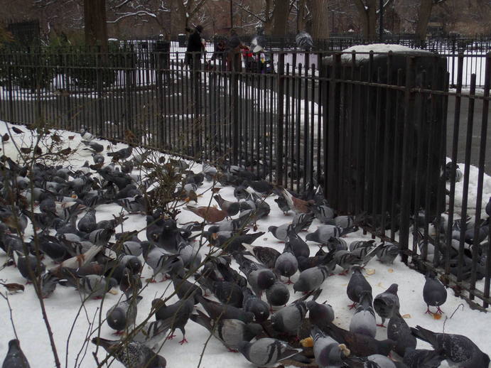 dense flock of pidgeons on the snow