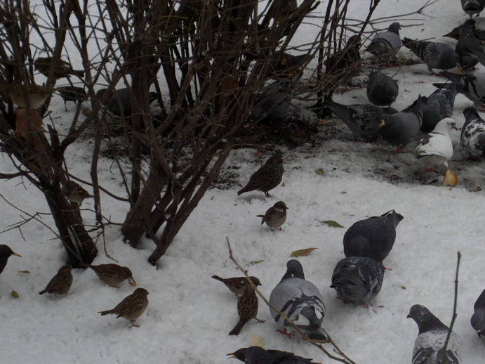 pidgeons, sparrows, and starlings on the snow.