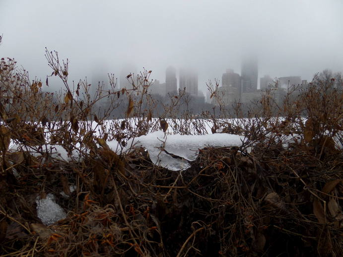 snow on a bushy fence, foggy skyscrapers in the distance.