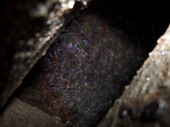 flash close up looking down a drain full of water.