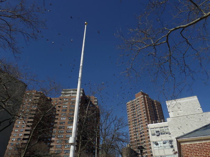 a big murmuration of pidgeons against a flat blue sky and highrise buildings.