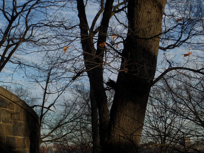 a very dark squirrel perched in a tree.