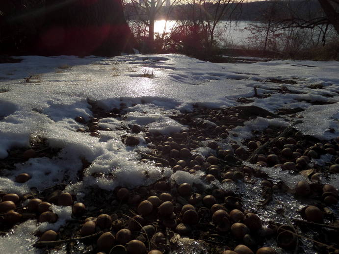 a pile of acorns under a melted patch of iced snow.