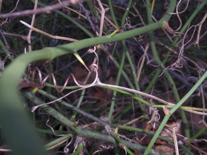 close up flash photo of thorny vines