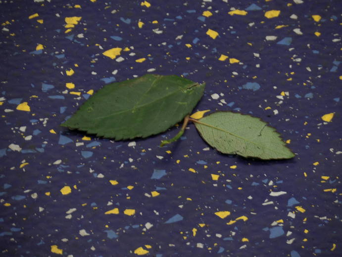 two leaves on the floor of a subway car.