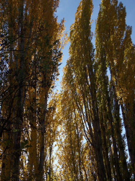 Sunlight through golden leaves on very tall spindly trees.