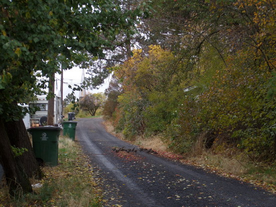 A wooded gravel road with a group of quail.