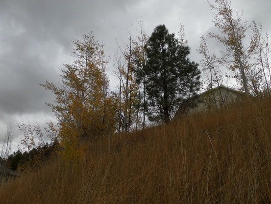 tall grass and trees on a hill against a gray sky.