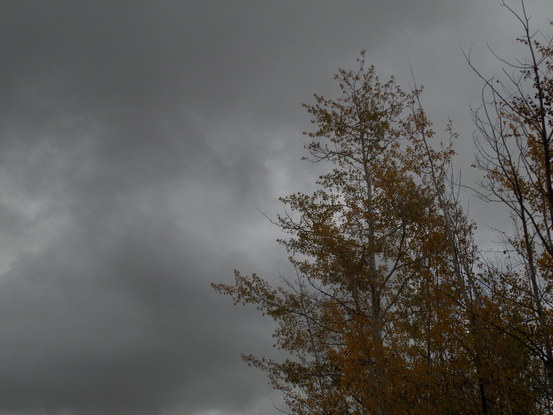 Yellow leaved tree against a gray sky.