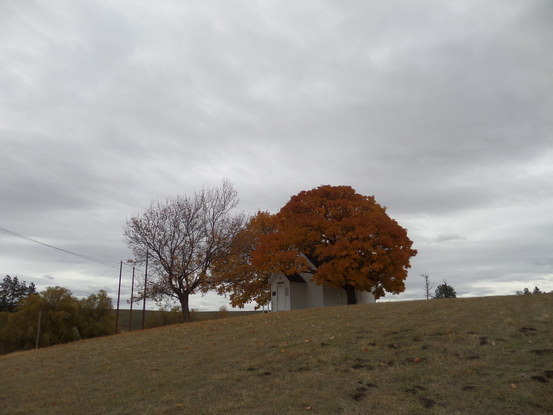 A small church in the distance under two trees with golden leaves.