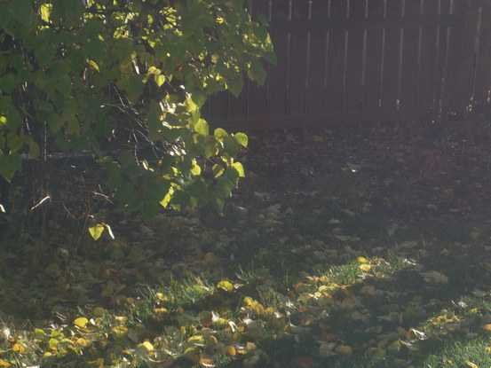 streaks of sunlight on leaves and a lawn