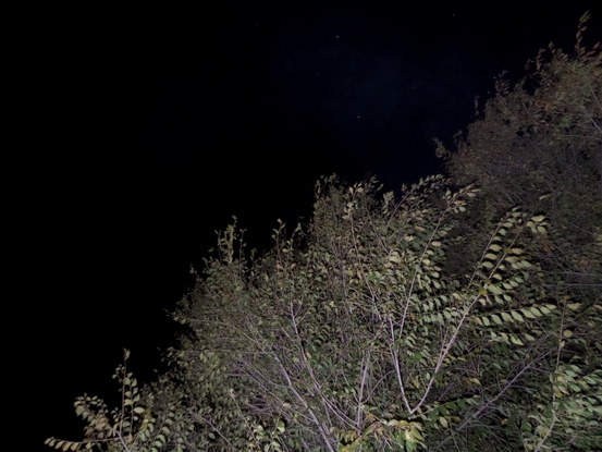 nighttime flash photo of tree branches