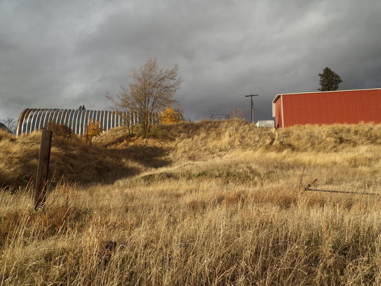 tall grass in striking sunlight against a rainy sky