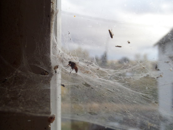 dead insect caught in a spiderweb.