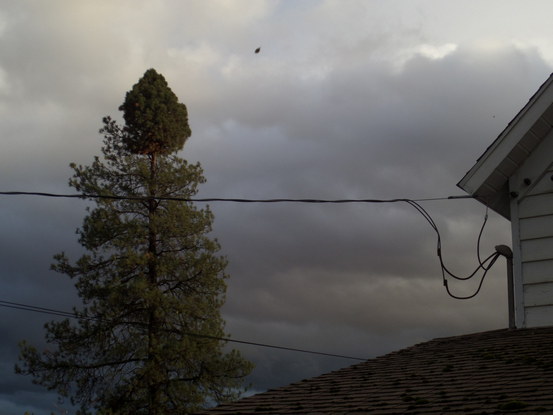 funny tree top in front of stormy clouds.