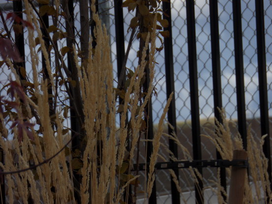 close-up of tall grass in front of a fence.