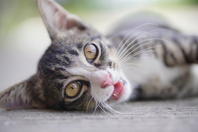 Photo of a young-looking cat laying on its side, looking intently at the camera.